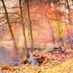 Category